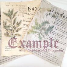 Load image into Gallery viewer, DIGITAL DOWNLOAD - Magical Herbalism Book of Shadows Kitchen Witch Decor Pages - 10 magical plants folklore - Apple, Bay, Basil and more