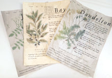 Load image into Gallery viewer, Magical Herbalism Prints
