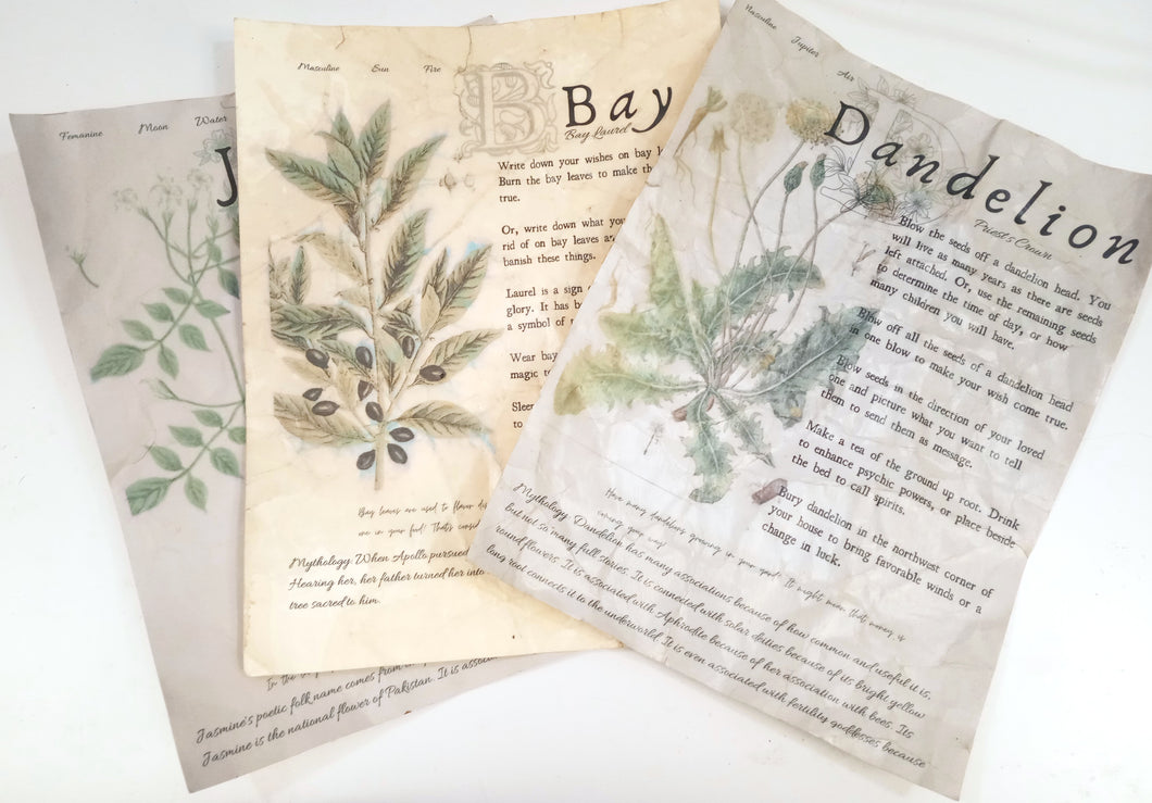 Magical Herbalism Prints